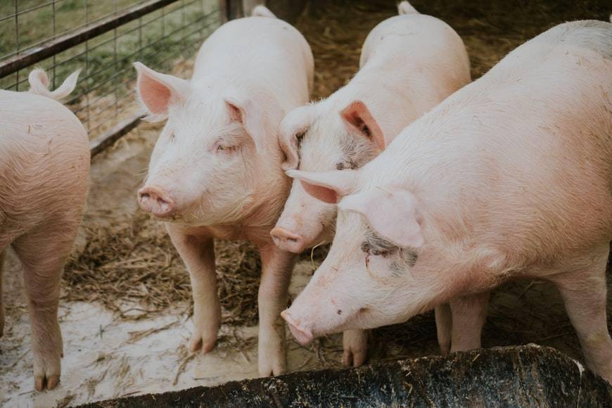 从2022年至今，为了“补充弹药”、提高养殖规模，共有8家猪企披露定增预案，拟募资合计约160.92亿元，募投项目主要围绕饲料生产、生猪养殖、信息化改造（数智化升级）和收购子公司少数股权等。