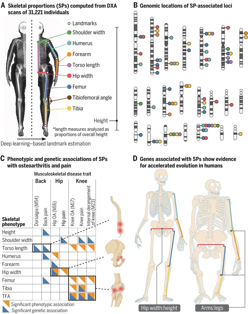 德克萨斯大学奥斯汀分校和纽约基因组中心的一组研究人员利用人工智能仔细研究了数以万计的 X 光照片和基因序列，成功地确定了塑造我们从肩宽到腿长的骨骼的基因。
